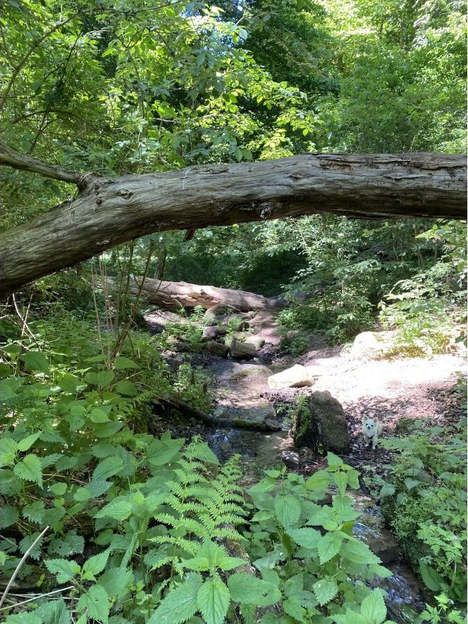 Waldweg zum Wandern und Gassigehen